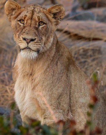 Southern Pride lions basking in the sun. Southern Pride lions basking in the sun.