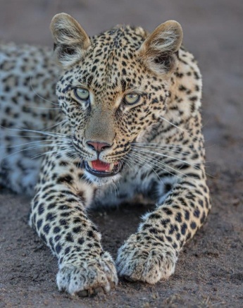 Portrait of Ntsumi’s cub lying down, showcasing her calm and composed nature in her natural habitat. Portrait of Ntsumi’s cub lying down, showcasing her calm and composed nature in her natural habitat.