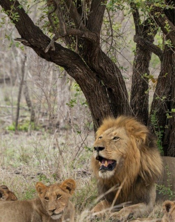 Gijima male lion lying near the Msuthlu Pride cubs, embodying strength and vigilance. Gijima male lion lying near the Msuthlu Pride cubs, embodying strength and vigilance.