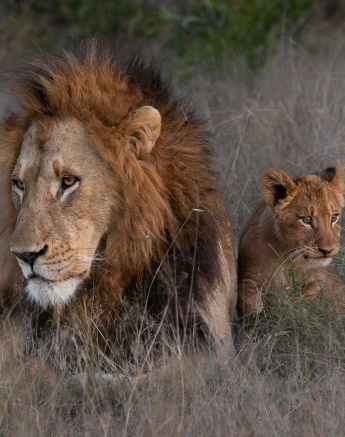 Gijima and cub rest in the grass together. Gijima and cub rest in the grass together.