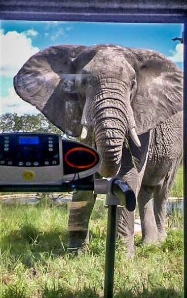 Spot remarkable wildlife even during your workout at Earth Lodge's gym facility. Spot remarkable wildlife even during your workout at Earth Lodge's gym facility.