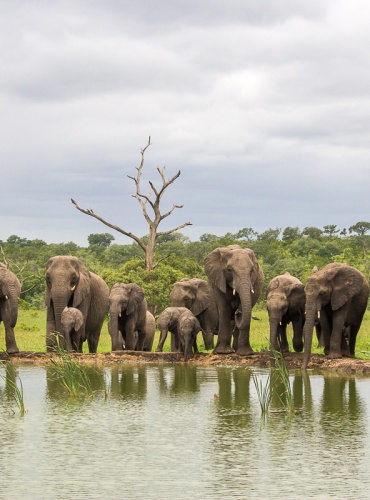 Thrillingly observe elephants at a water hole during a game drive. Thrillingly observe elephants at a water hole during a game drive.