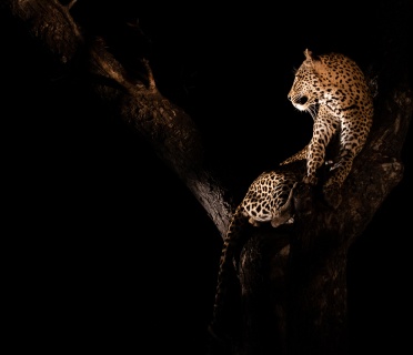 Leopard in a tree spotted by guests on a private Sabi Sabi night drive. Leopard in a tree spotted by guests on a private Sabi Sabi night drive.