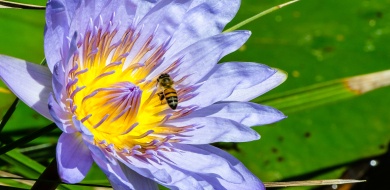 Observe the mesmerizing beauty of nature as a bee meticulously collects pollen from the delicate petals of a water lily flower. Observe the mesmerizing beauty of nature as a bee meticulously collects pollen from the delicate petals of a water lily flower.