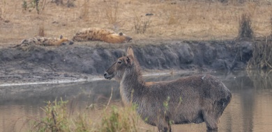 Sabi Sabi Ruan Mey Banner Sabi Sabi Ruan Mey Banner