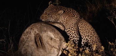 A Night Safari and the Leopard's Claim A Night Safari and the Leopard's Claim