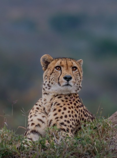 Cheetah spotted on an anthill in Sabi Sabi. Cheetah spotted on an anthill in Sabi Sabi.