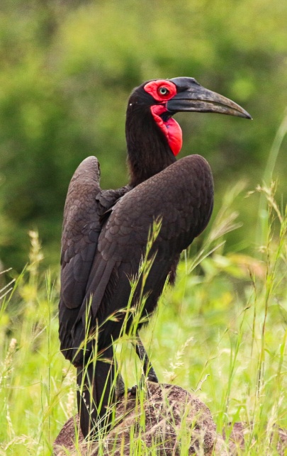 Sabi Sabi Experience Wildlife Ground Hornbill Gallery Sabi Sabi Experience Wildlife Ground Hornbill Gallery