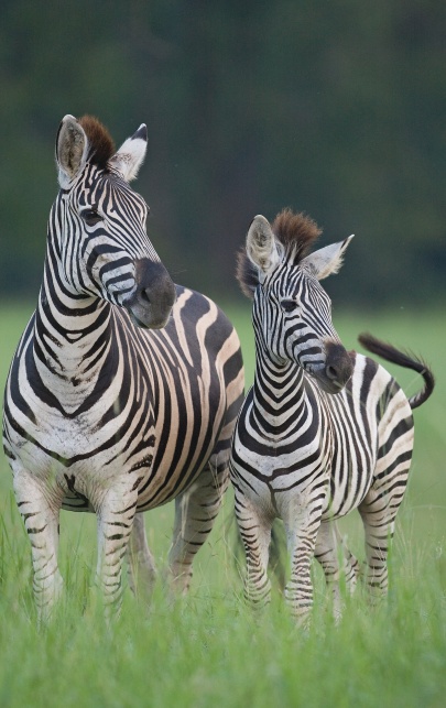 Zebra sighting in Sabi Sabi, striking patterns. Zebra sighting in Sabi Sabi, striking patterns.