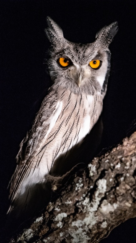 An incredible owl spotted while out on a private Sabi Sabi night drive. An incredible owl spotted while out on a private Sabi Sabi night drive.