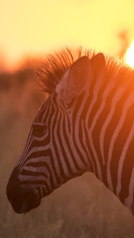 A Sabi Sabi Zebra with a beautiful red sunset in the background viewing. A Sabi Sabi Zebra with a beautiful red sunset in the background viewing.