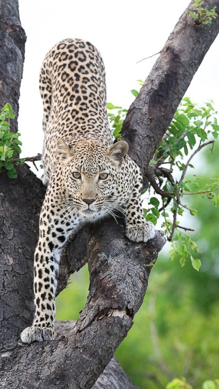 Leopard climbing out of a tree spotted on a private game drive at Sabi Sabi. Leopard climbing out of a tree spotted on a private game drive at Sabi Sabi.