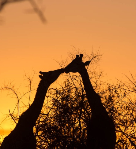 Gaze at giraffes' sunset silhouette at Sabi Sabi Private Game Reserve. Gaze at giraffes' sunset silhouette at Sabi Sabi Private Game Reserve.