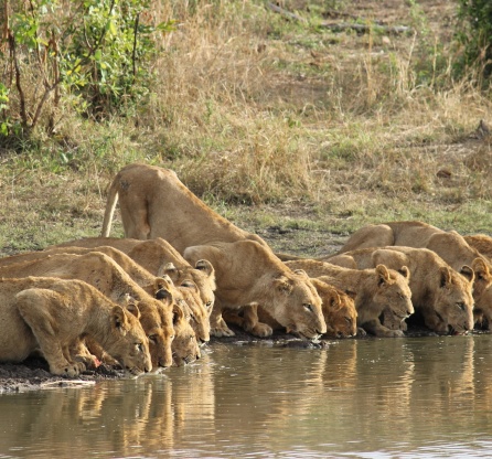 Watch lions at a Sabi Sabi waterhole, enthralling game drive sight. Watch lions at a Sabi Sabi waterhole, enthralling game drive sight.