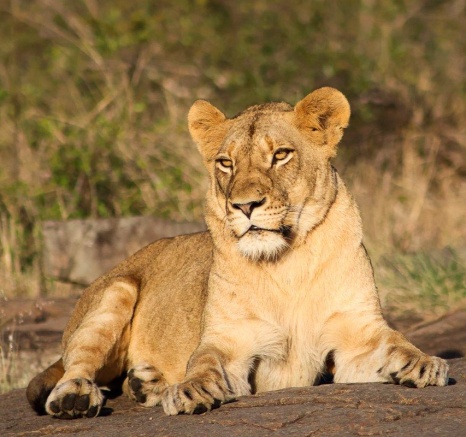 A lion's habitat will range from open plains to thick bush and dry thorn forest; basically, anywhere they find themselves. A lion's habitat will range from open plains to thick bush and dry thorn forest; basically, anywhere they find themselves.