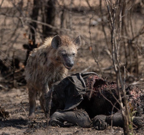 Hyena feeding on elephant carrion, highlighting food chain dynamics. Hyena feeding on elephant carrion, highlighting food chain dynamics.