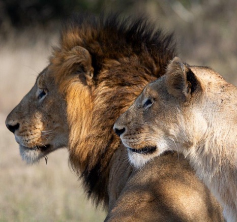Male and female lions looks into the distance. Male and female lions looks into the distance.