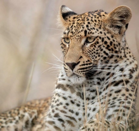 The Ntsumi female leopard's cub. The Ntsumi female leopard's cub.
