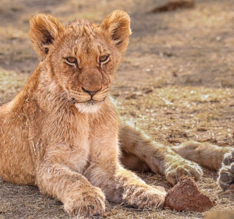 A cub from the Msuthlu Pride after feeding on a zebra. A cub from the Msuthlu Pride after feeding on a zebra.