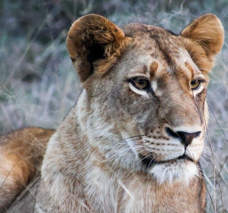 A female in the Southern Pride. A female in the Southern Pride.