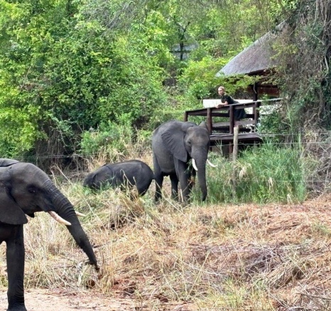 Large elephant close to Little Bush Lodge, showcasing wildlife-lodge harmony. Large elephant close to Little Bush Lodge, showcasing wildlife-lodge harmony.