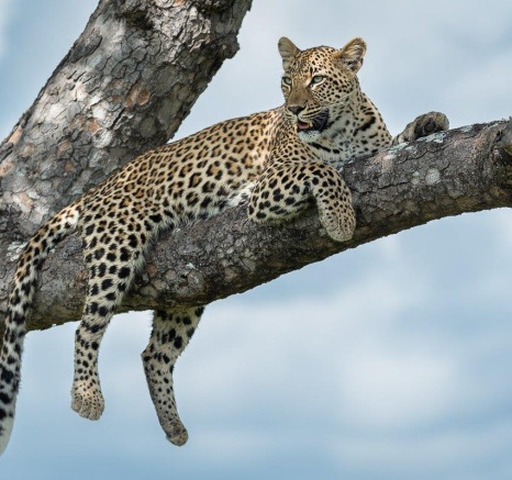 Sabi Sabi Newsletter April 4 Sabi Sabi Newsletter April 4