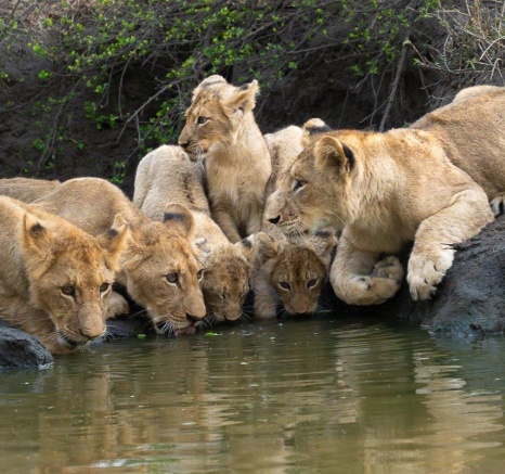 Msuthlu Pride drinking and bonding at the waterhole, a sight of unity. Msuthlu Pride drinking and bonding at the waterhole, a sight of unity.