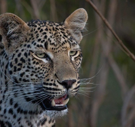 A close up of Khurhula, a dominant leopard in the are surrounding Sabi Sabi. A close up of Khurhula, a dominant leopard in the are surrounding Sabi Sabi.