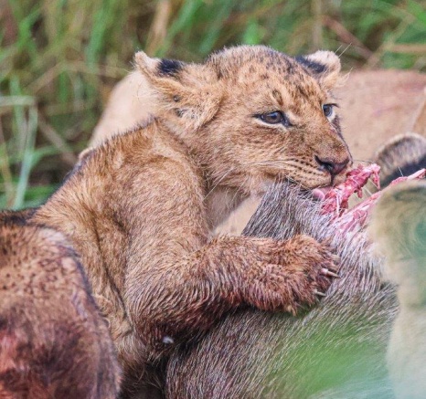 We found the main lioness with her two younger females walking down the road We found the main lioness with her two younger females walking down the road