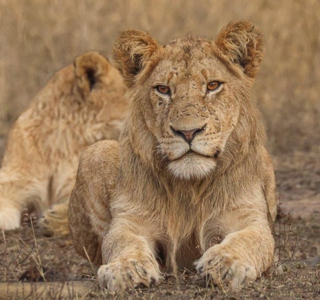 The Khambula Pride following a large herd of buffalo. The Khambula Pride following a large herd of buffalo.