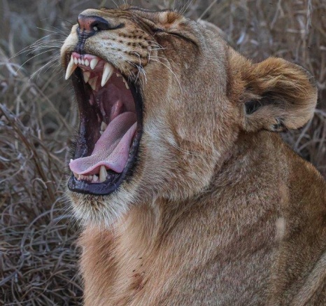 A lion from the Southern Pride yawning. A lion from the Southern Pride yawning.