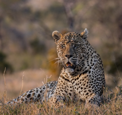 The formidable leopard, known as N'weti, rests in the veld. The formidable leopard, known as N'weti, rests in the veld.