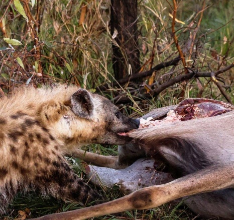The opportunistic hyena will trail other predators to get the remains of their kill. The opportunistic hyena will trail other predators to get the remains of their kill.