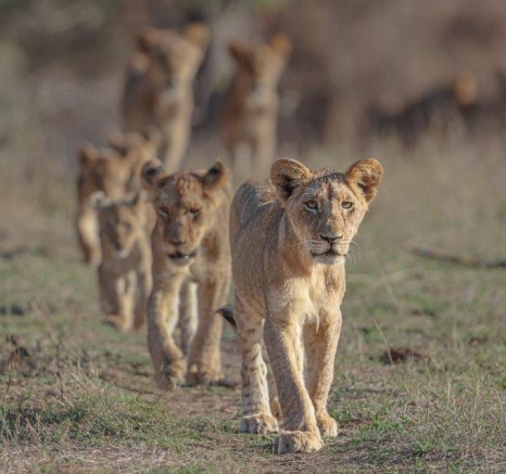 Msuthlu Pride lions walking in a relaxed group, moving together under the watchful gaze of the Gijima males. Msuthlu Pride lions walking in a relaxed group, moving together under the watchful gaze of the Gijima males.