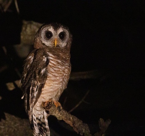 Wood Owl Sabi Sabi Night Drive Wood Owl Sabi Sabi Night Drive