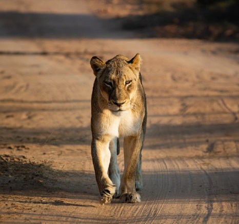 Sabi Sabi Ronald Mutero Msuthlu Lion Prowl 01 Sabi Sabi Ronald Mutero Msuthlu Lion Prowl 01