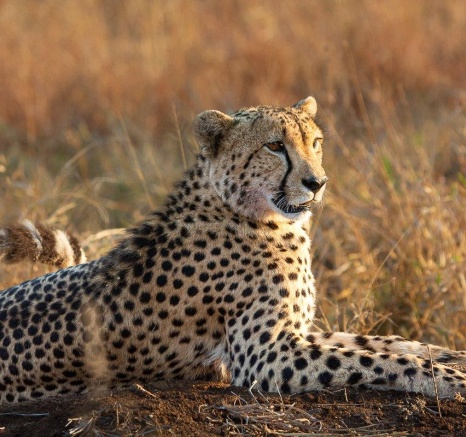 A cheetah resting on a rock. A cheetah resting on a rock.