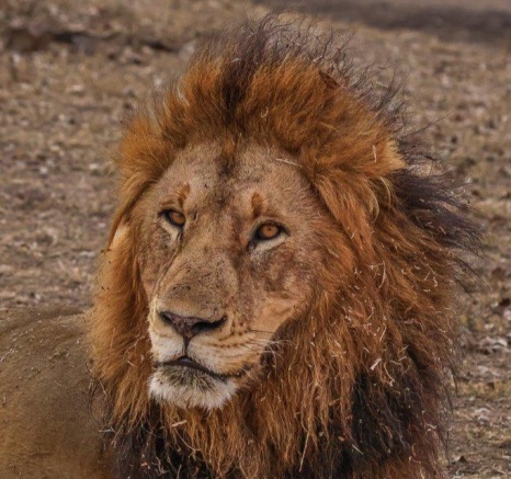 A Gijima male lion, part of the Msuthlu Pride. A Gijima male lion, part of the Msuthlu Pride.