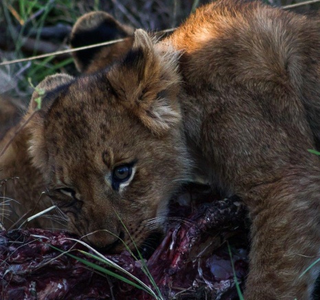 A cub in the Southern Pride takes his share of the kill. A cub in the Southern Pride takes his share of the kill.