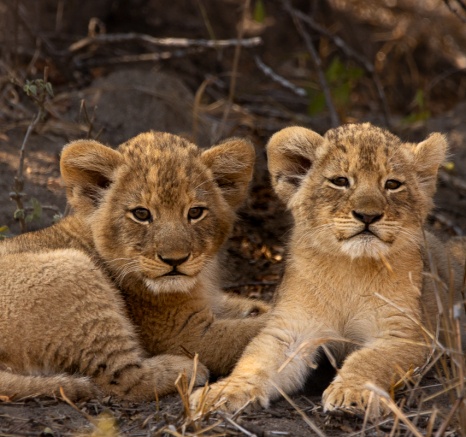 Sabi Sabi Ronald Mutero Msuthlu Two Cubs Sabi Sabi Ronald Mutero Msuthlu Two Cubs
