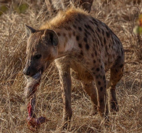 Hyenas scavenging on a waterbuck carcass. Hyenas scavenging on a waterbuck carcass.