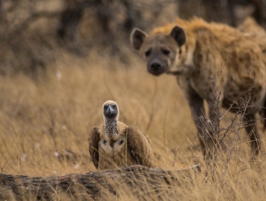 Marvel at vultures and hyenas on a Sabi Sabi private game drive. Marvel at vultures and hyenas on a Sabi Sabi private game drive.
