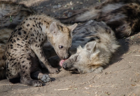 Experience mother and hyena cub interactions at Sabi Sabi Private Game Reserve. Experience mother and hyena cub interactions at Sabi Sabi Private Game Reserve.