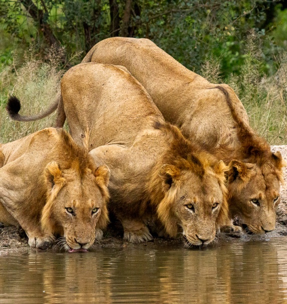 Three male lions spotted on a Sabi Sabi game drive. Three male lions spotted on a Sabi Sabi game drive.