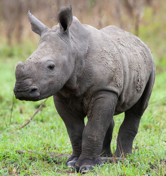 Rhino calf spotted on a Sabi Sabi Game Drive Rhino calf spotted on a Sabi Sabi Game Drive