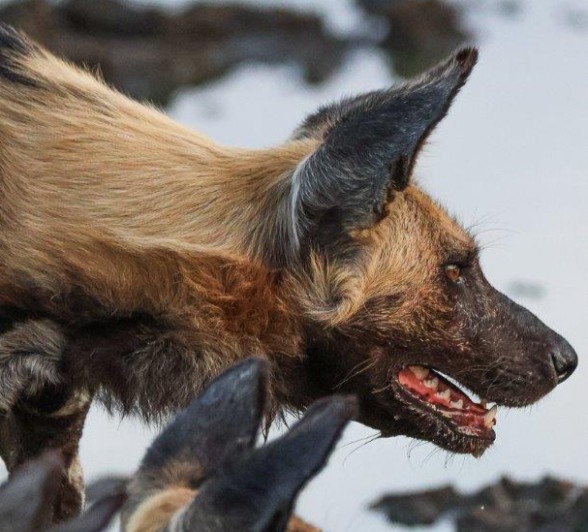 Pack of wilddogs near water Pack of wilddogs near water