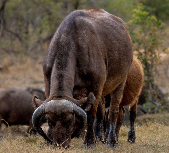Young buffalo in a herd near the waterhole Young buffalo in a herd near the waterhole