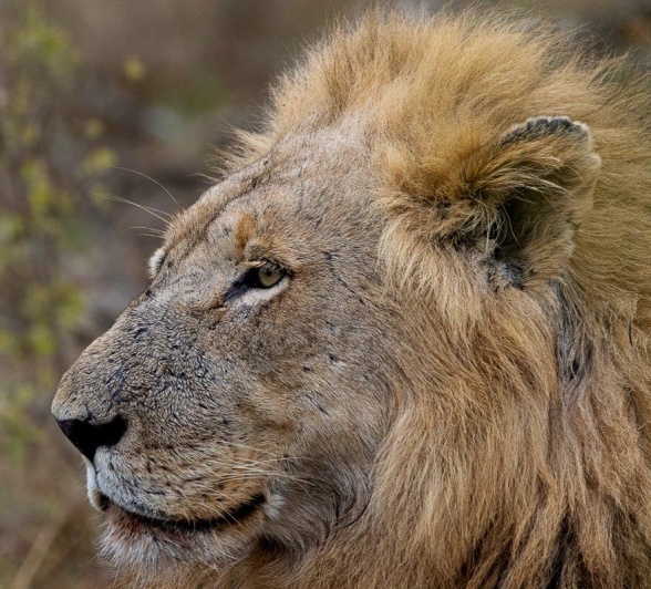Portrait of Nkuhuma male lion, with a determined gaze and majestic mane. Portrait of Nkuhuma male lion, with a determined gaze and majestic mane.