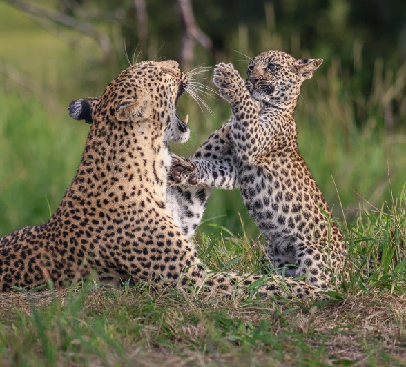 Golonyi and her cub play in the grass. Golonyi and her cub play in the grass.