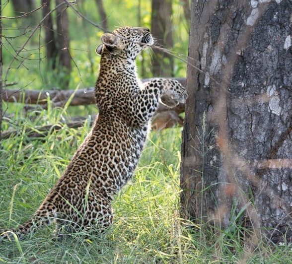 One of Ntsumi's cubs chose a steady tree to climb out of the reach of the hyenas. One of Ntsumi's cubs chose a steady tree to climb out of the reach of the hyenas.